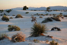 Image of soaptree yucca