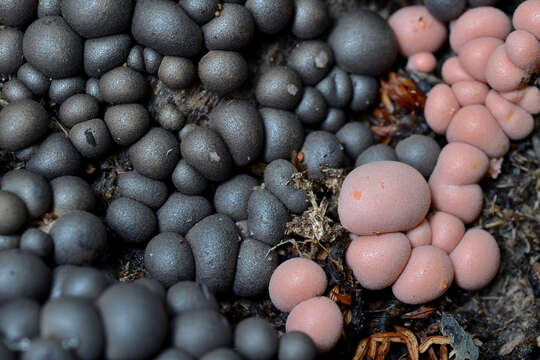 Image of Lycogala epidendrum