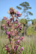 Image of yellow thistle