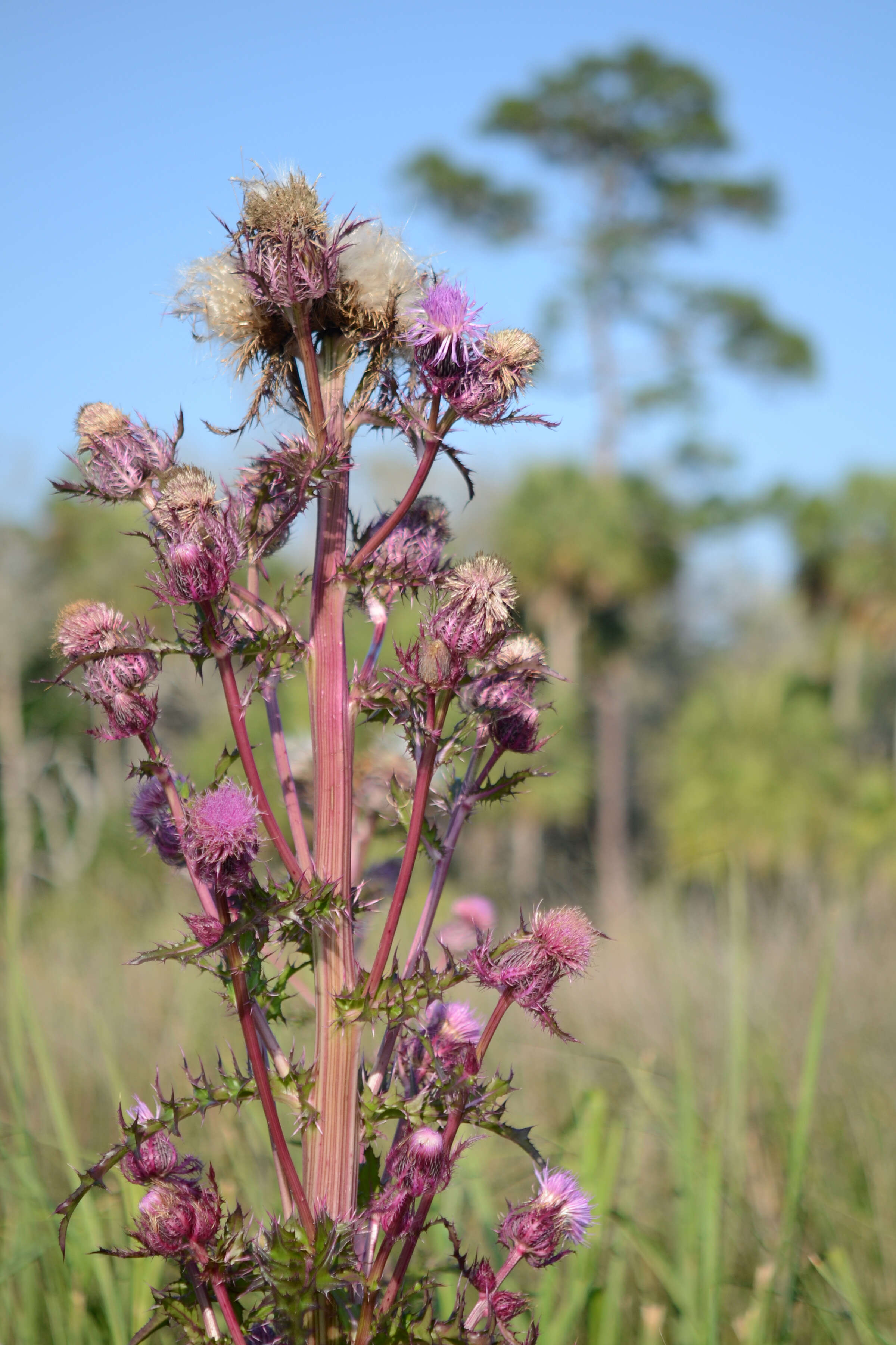 Image of yellow thistle