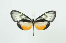 صورة Hyalyris coeno Doubleday (1847)