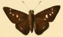 Image of Eutychide physcella Hewitson 1866