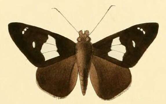 Image of Pteroteinon caenira Hewitson 1867