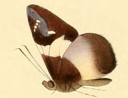 Image of Pteroteinon caenira Hewitson 1867