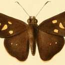 Image of Saliana chiomara