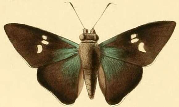 Image of Thracides cilissa