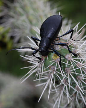 Image of Longhorn cactus beetle