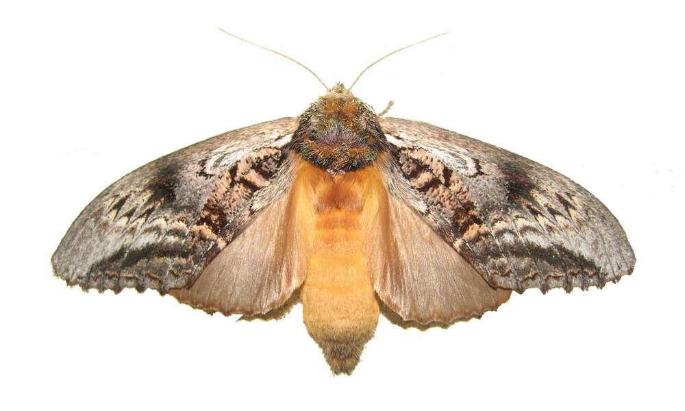 Image of Hylaeora eucalypti Doubleday 1848