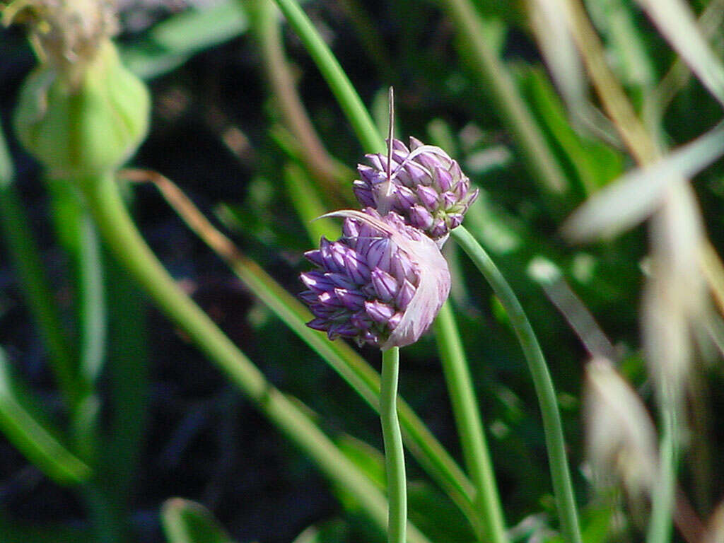 Image of Allium acutiflorum Loisel.