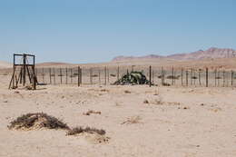 Image of Welwitschia