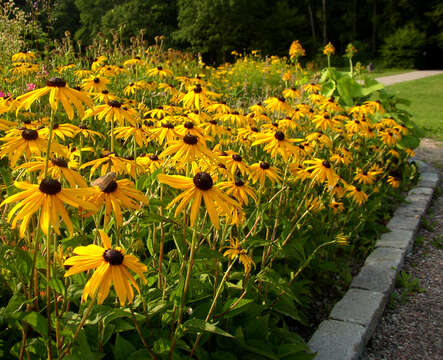 Image de Rudbeckia fulgida Ait.