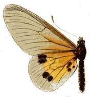 Acraea igati Boisduval 1833 resmi