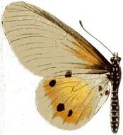 Image of Acraea dammii