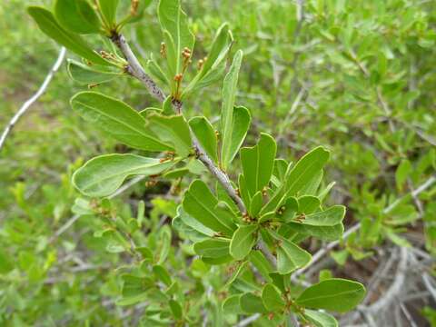 Слика од Gymnosporia buxifolia (L.) Szyszyl.