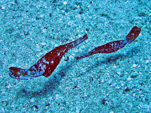 Image of Ghost pipefish