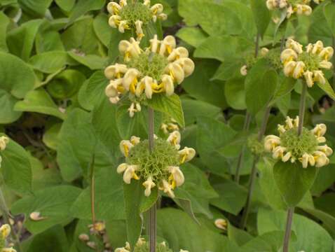 Sivun Phlomis russeliana (Sims) Lag. ex Benth. kuva