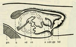 Image de Dendrocoelopsis