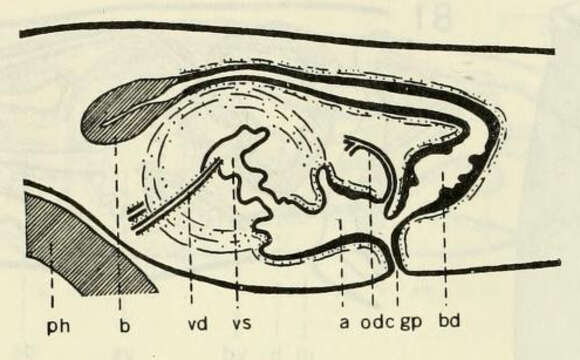 Image of Dendrocoelopsis