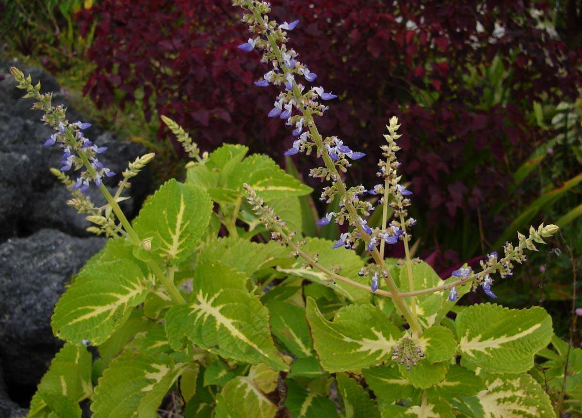 Image of common coleus