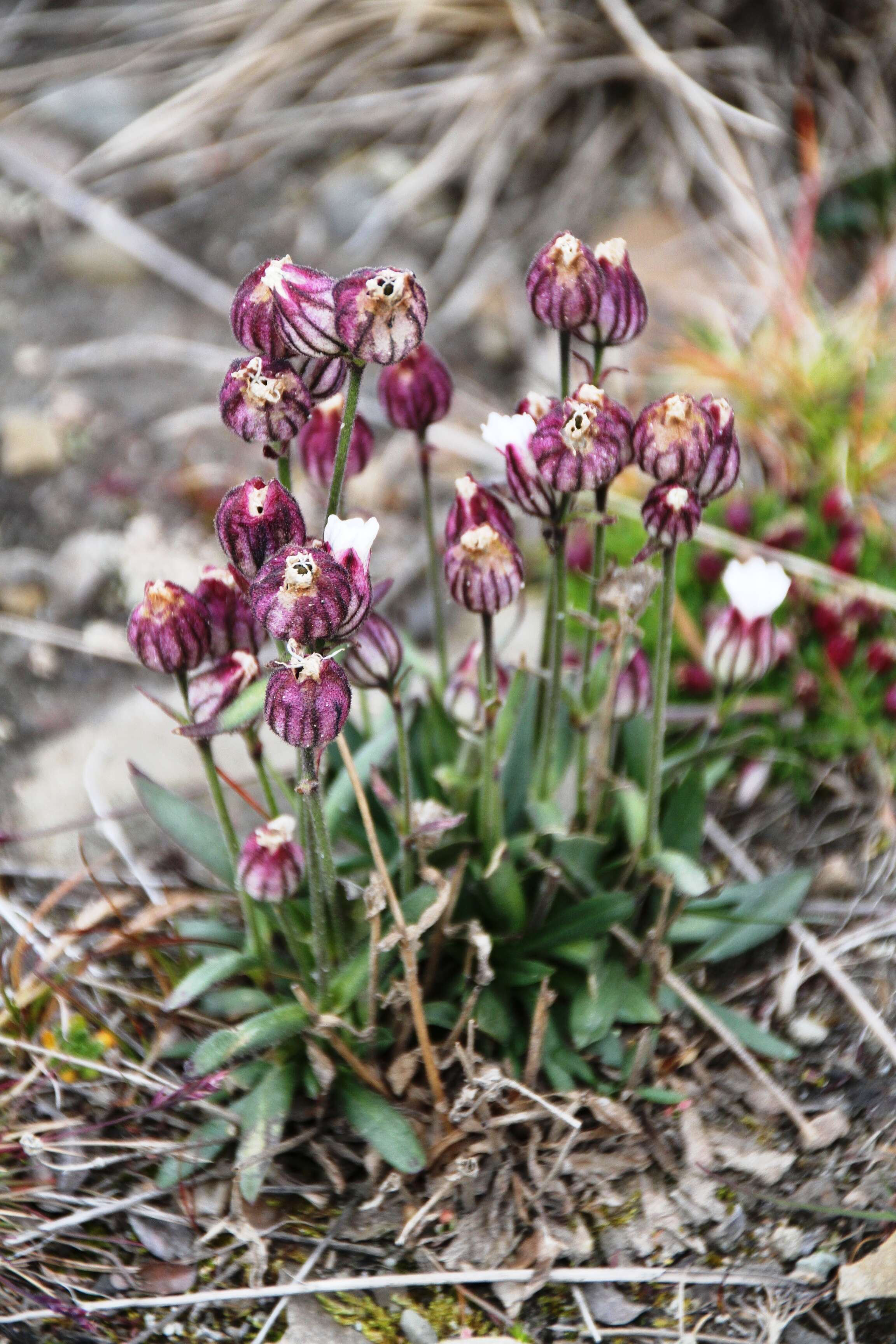 Image de Silene uralensis (Ruprecht) Bocquet