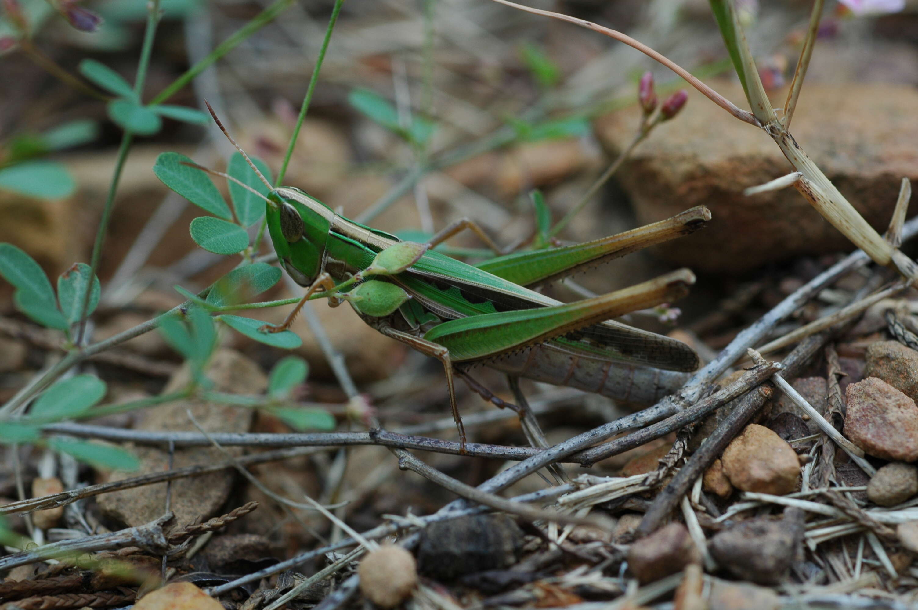 Image of Admirable Grasshopper