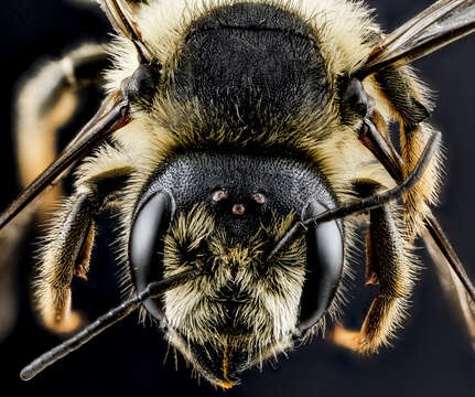 Image of Unarmed Leaf-cutter Bee