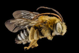 Image of Common Long-horned Bee