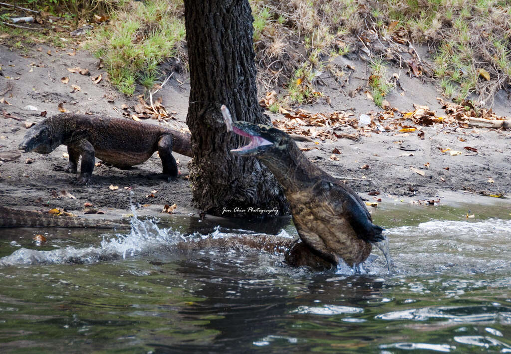 Image of Komodo Dragon