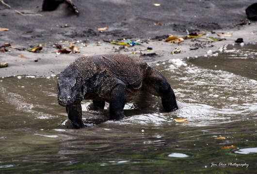 Image of Komodo Dragon