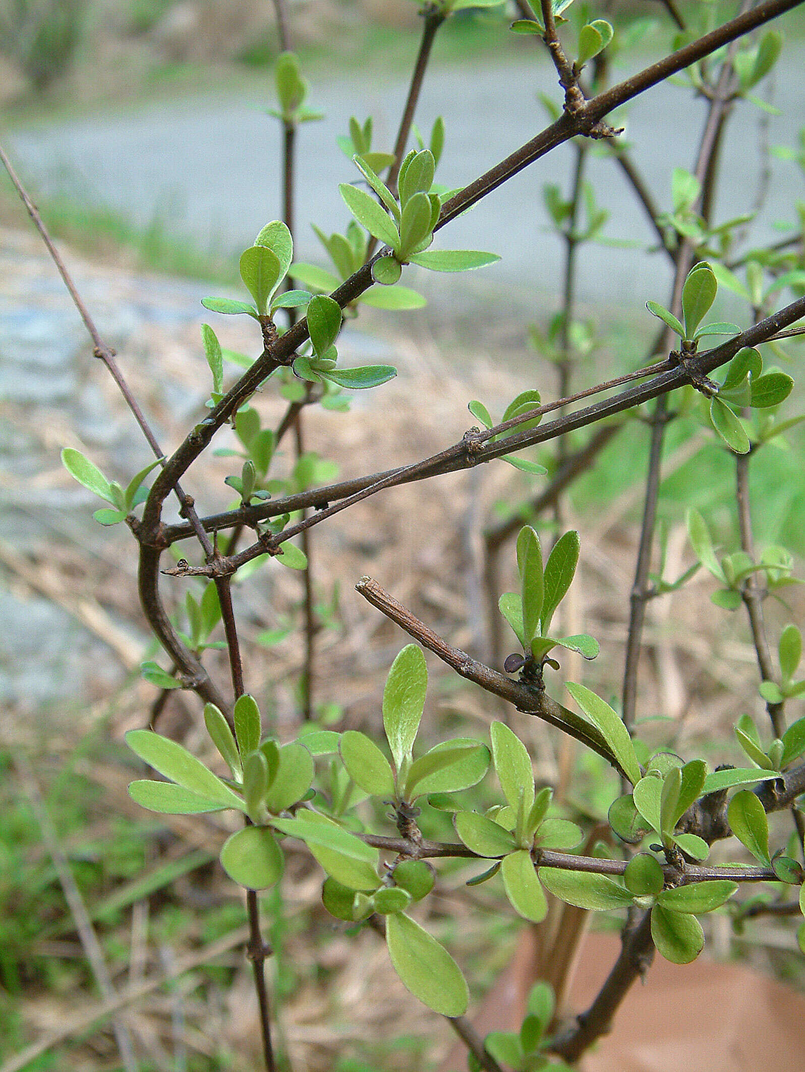 Image of Olearia odorata Petrie