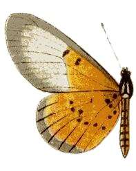 Image of Acraea cerasa Hewitson 1861