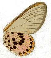 Acraea ranavalona Boisduval 1833的圖片