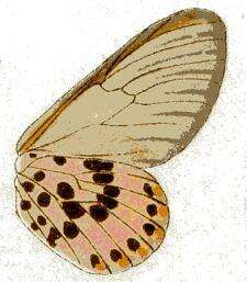 Acraea ranavalona Boisduval 1833的圖片