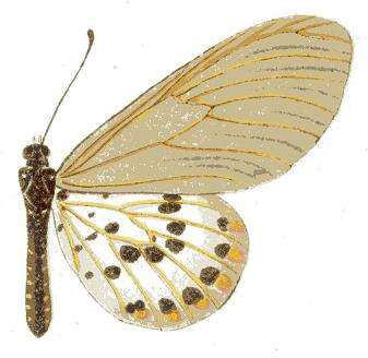 Acraea ranavalona Boisduval 1833的圖片