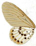 Image of Acraea ranavalona Boisduval 1833