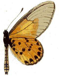 Image of Acraea machequena Grose-Smith 1887