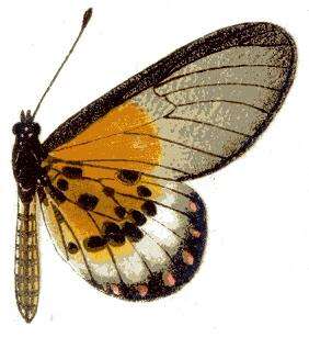 Imagem de Acraea obeira Hewitson 1863