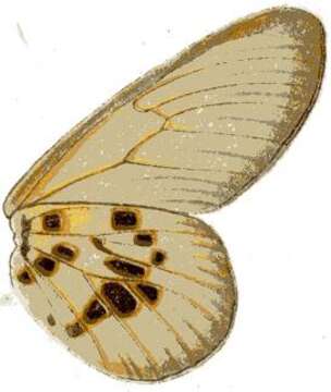 Image of Acraea obeira Hewitson 1863