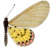 Acraea ranavalona Boisduval 1833的圖片