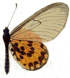 Acraea ranavalona Boisduval 1833的圖片