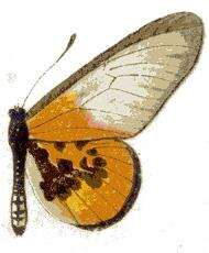 Image of Acraea lia Mabille 1879