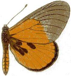 Image of Acraea insignis Distant 1880