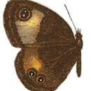 Image of Neocoenyra jordani Rebel 1906