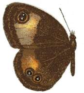 Image of Neocoenyra jordani Rebel 1906