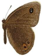 Image of Neocoenyra paralellopupillata