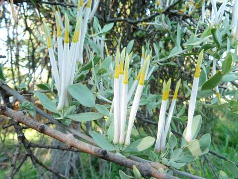 Image of Agelanthus natalitius (Meissn.) R. M. Polhill & D. Wiens