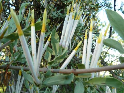 Image de Agelanthus natalitius (Meissn.) R. M. Polhill & D. Wiens