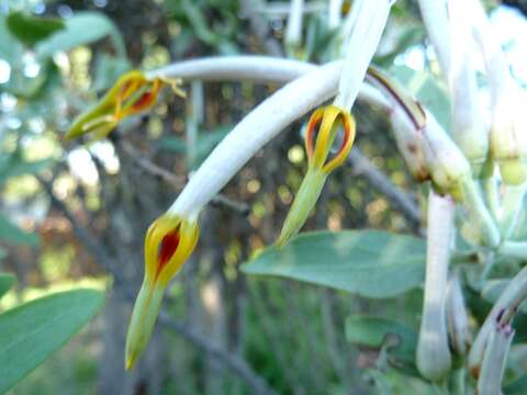 Image of Agelanthus natalitius (Meissn.) R. M. Polhill & D. Wiens