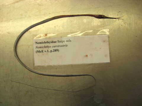 Image of Boxer Snipe Eel