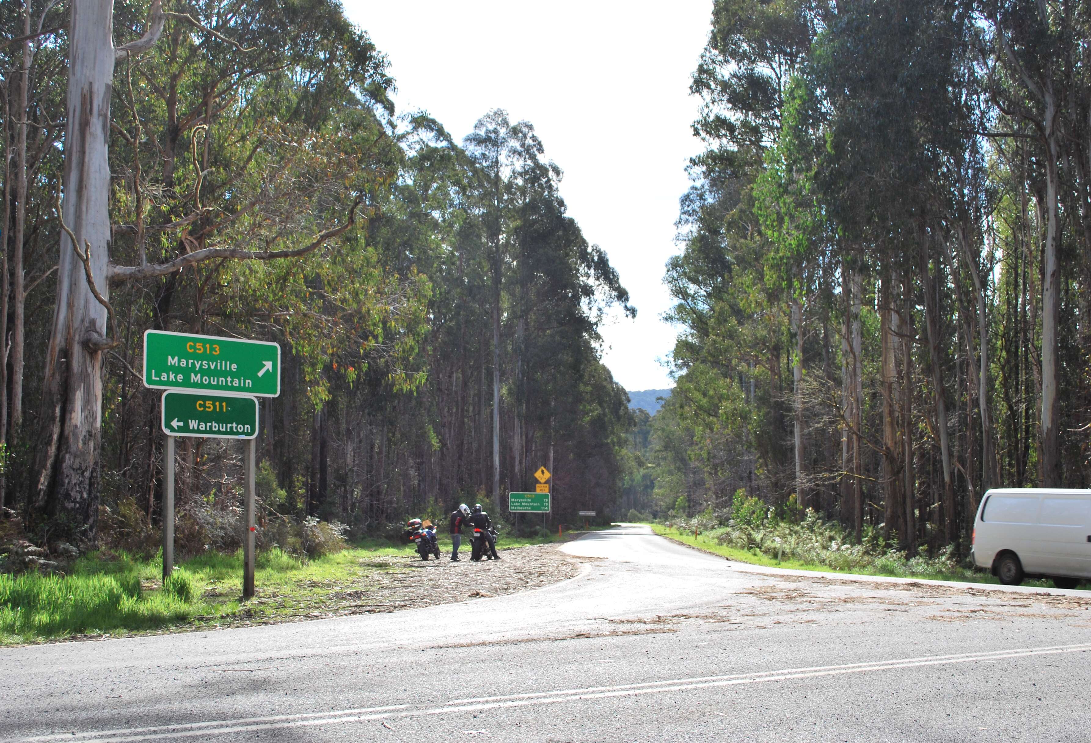 Image of Mountain ash